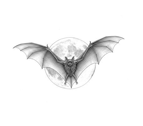 Bat in front of the moon pencil drawing to copy