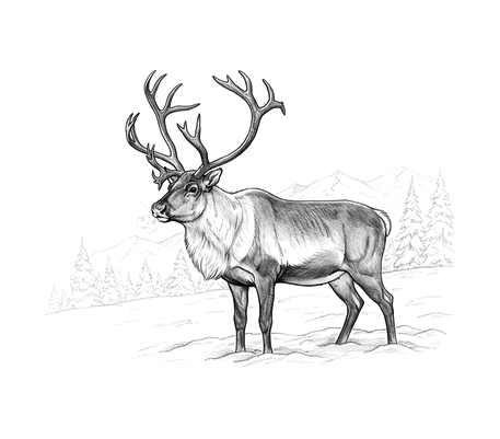 Realistic reindeer in the snow pencil drawing to copy