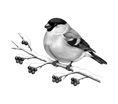 Bullfinch on a snowy branch pencil drawing to copy