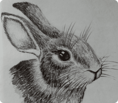 рисунок карандашом кролика